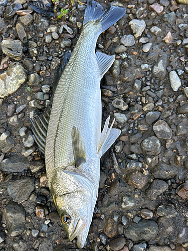 スズキの釣果