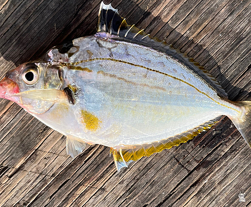 ヒイラギの釣果