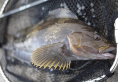 アイナメの釣果