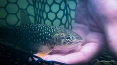 アメマスの釣果