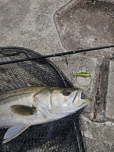 シーバスの釣果