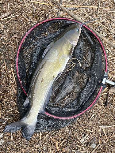 アメリカナマズの釣果