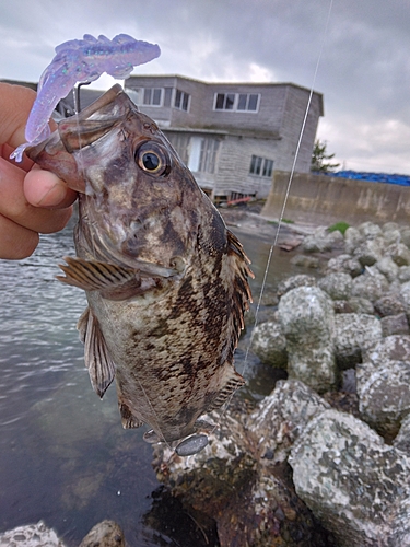 クロソイの釣果