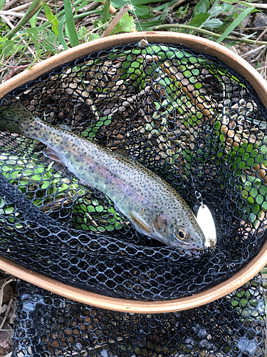 ニジマスの釣果