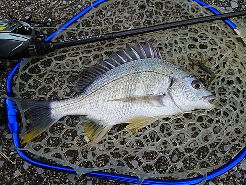 キビレの釣果