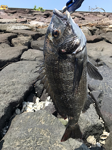 クロダイの釣果