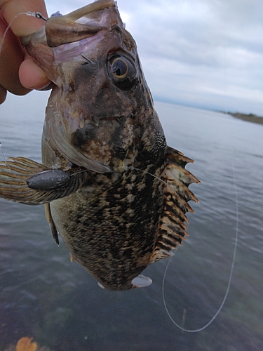 クロソイの釣果