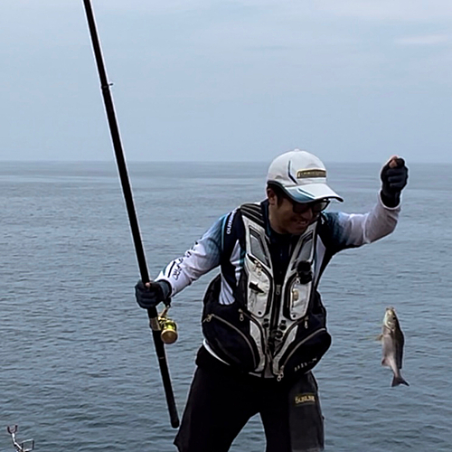 イサキの釣果