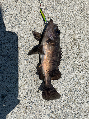 メバルの釣果