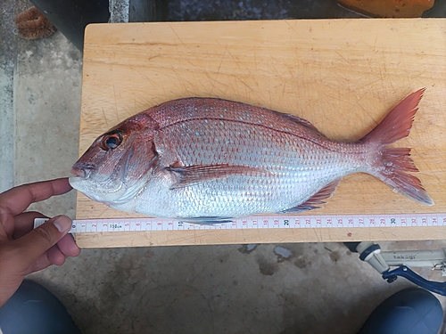 マダイの釣果