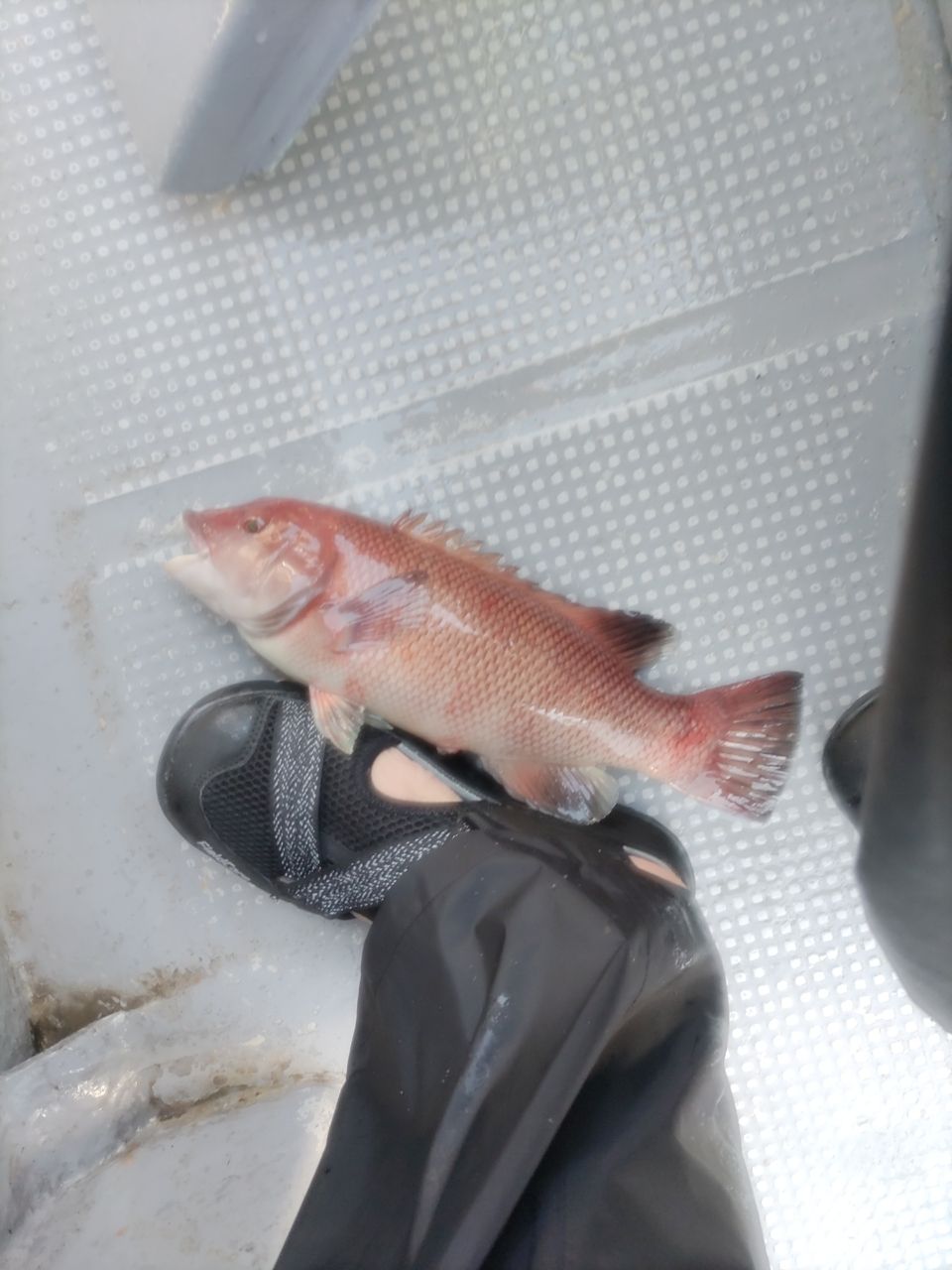 メガネはるまきさんの釣果 3枚目の画像