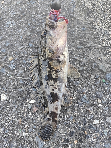 タケノコメバルの釣果