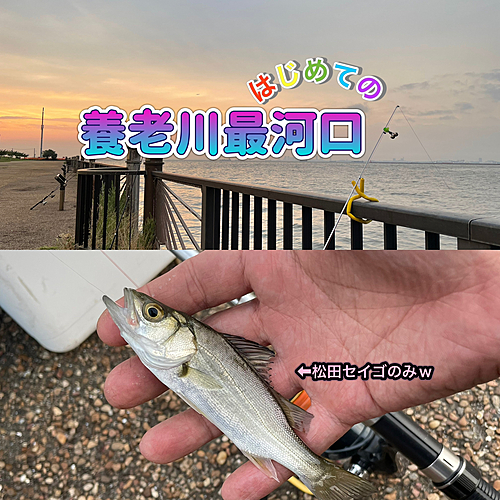 スズキの釣果