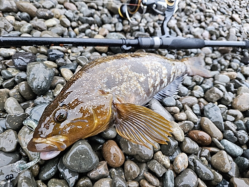 アイナメの釣果