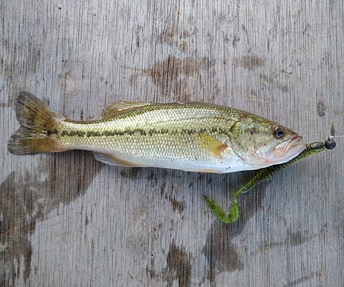 ラージマウスバスの釣果