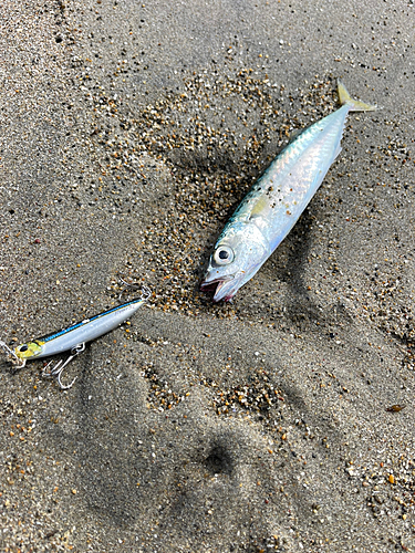 サバの釣果