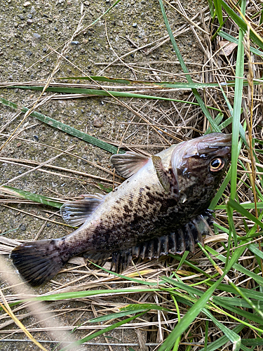 クロソイの釣果