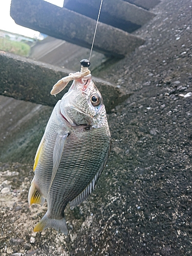 キビレの釣果