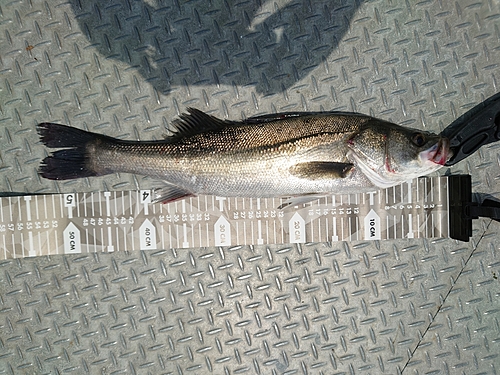 シーバスの釣果