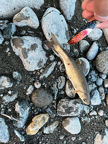 ウグイの釣果