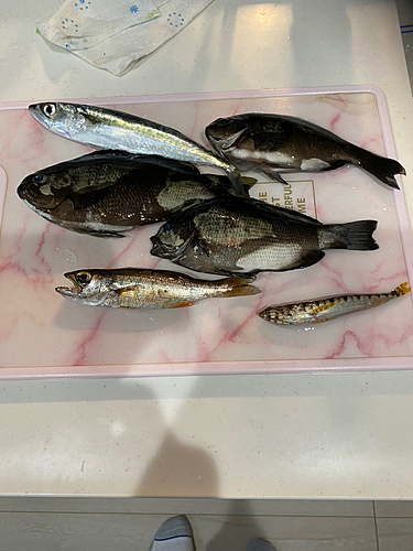 メジナの釣果