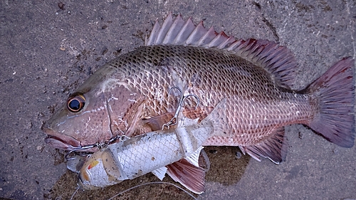 ゴマフエダイの釣果