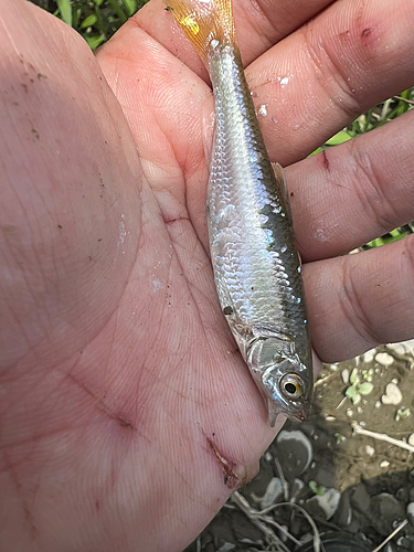 カワムツの釣果