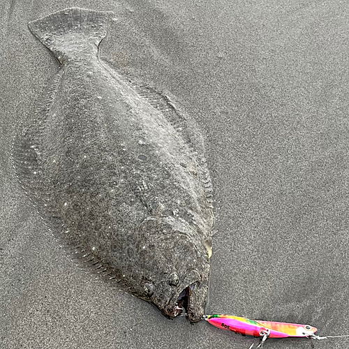 ヒラメの釣果