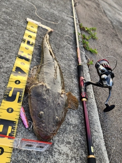 マゴチの釣果