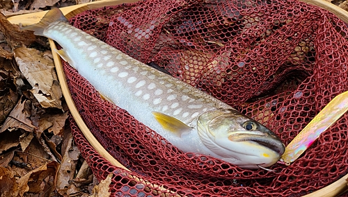 アメマスの釣果