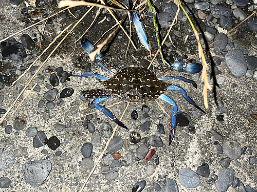 タイワンガザミの釣果