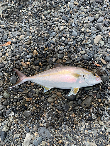 カンパチの釣果