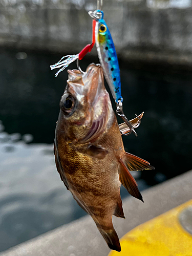 シロメバルの釣果