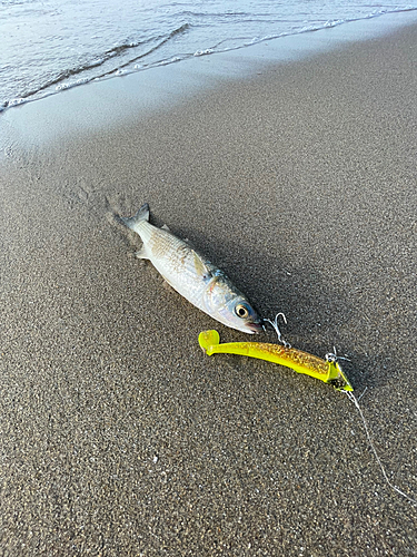 ボラの釣果