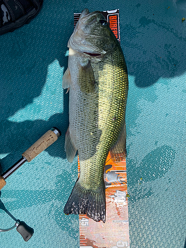 ブラックバスの釣果