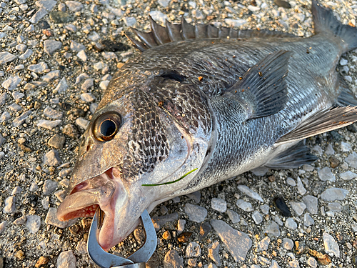 クロダイの釣果