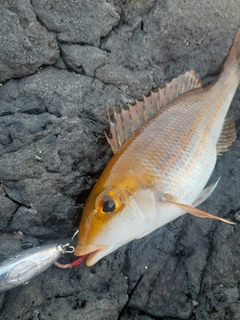 フエフキダイの釣果