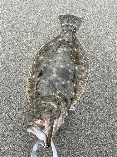 ソゲの釣果