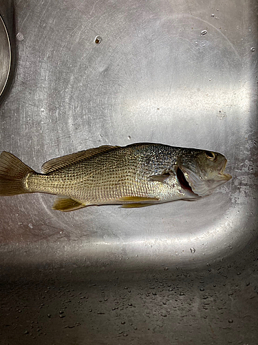 イシモチの釣果