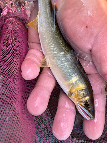 アユの釣果