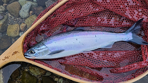 ヒメマスの釣果