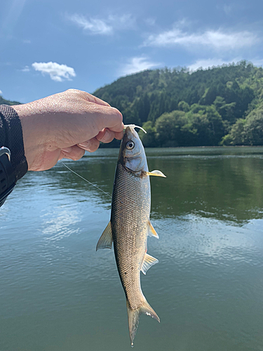 ウグイの釣果