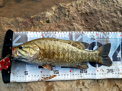 スモールマウスバスの釣果