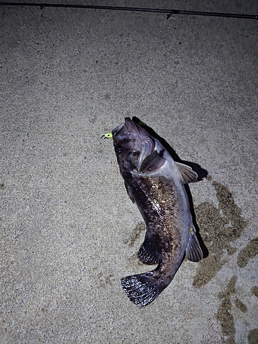 クロソイの釣果