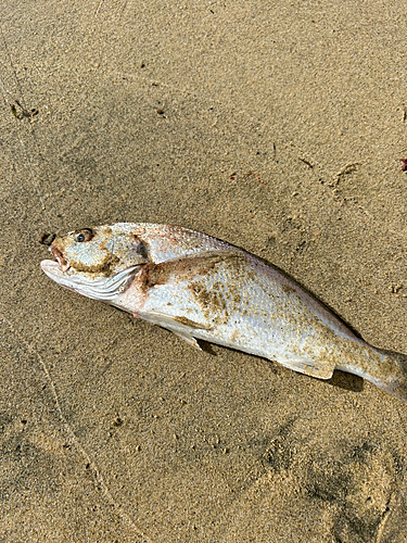 釣果