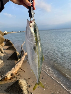 フクラギの釣果