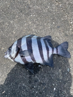 サンバソウの釣果