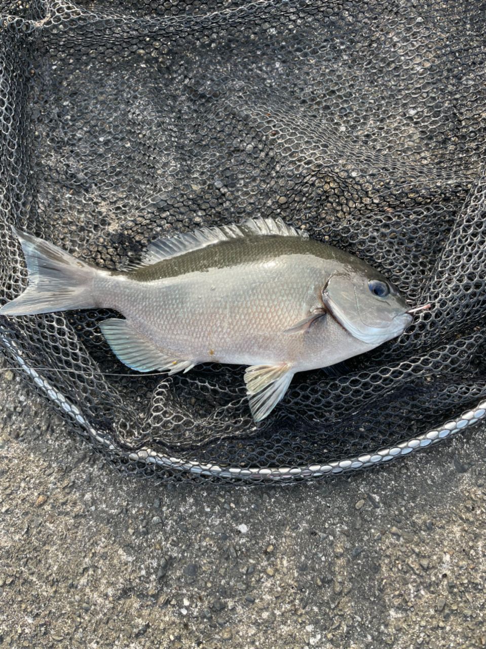 よしよし0929さんの釣果 2枚目の画像