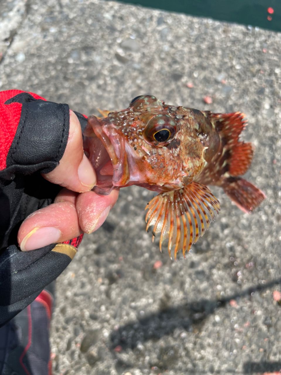 よしよし0929さんの釣果 3枚目の画像