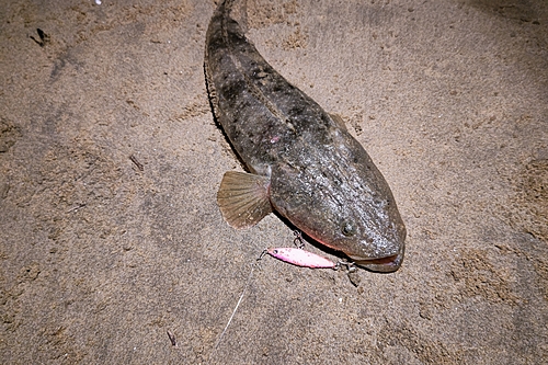 マゴチの釣果